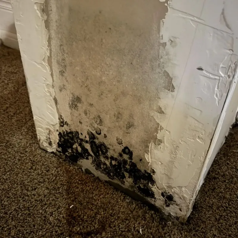 Professional Mold Removal in Yutan, NE